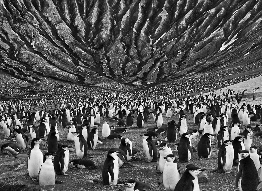Salgado_Colonia-de-pingüinos-en-Mount-Michael-fotógrafo-Sebastião-Salgado